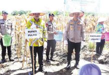 Produksi Jagung di Pulang Pisau Semakin Meningkat dari Tahun Sebelumnya
