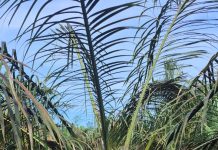 Petani Desa Lanpasa Keluhkan Serangan Kumbang Tanduk, Diduga Imbas Replanting PT Agro Indomas