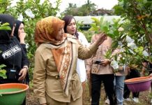 TP PKK Barito Utara Dukung Pengembangan Hortikultura melalui Panen Jambu Kristal