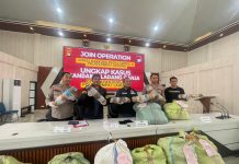 Polres Empat Lawang Ungkap Ladang Ganja 3 Hektar, Amankan Ratusan Kilogram Barang Bukti