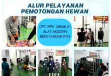 Dinas Pertanian Barut Permudah Layanan Pemotongan Hewan di RPH Modern