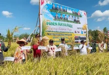 Ketua DPRD Kapuas Hadiri Panen Raya di Desa Terusan Mulya