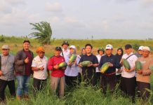 Bupati Seruyan Panen Buah Semangka